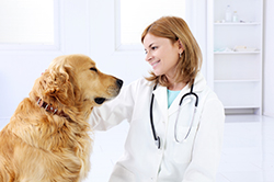 Accounting for Veterinarians in Glenview